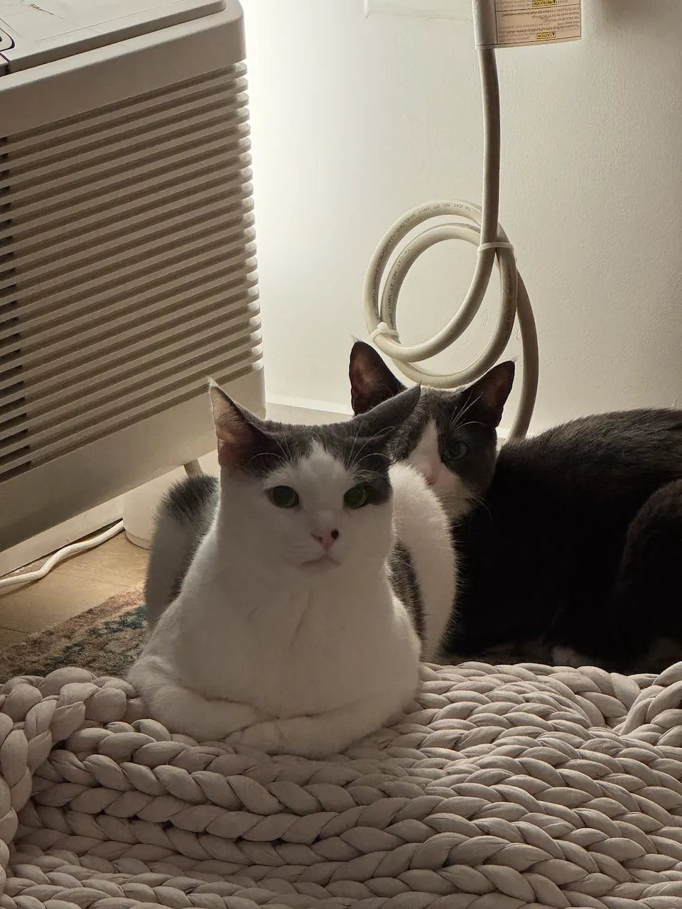 Kumo (mostly white) and Raiu (mostly gray)